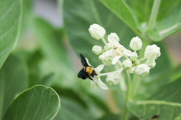 The carpenter bee sucking honey from crown flowers.