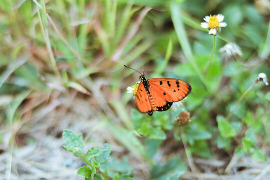 An orange butterfly sucks nectar from a meadow.
