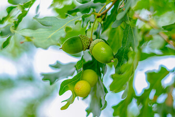 Green acorns on an oak tree. Very soft focus. Close-up