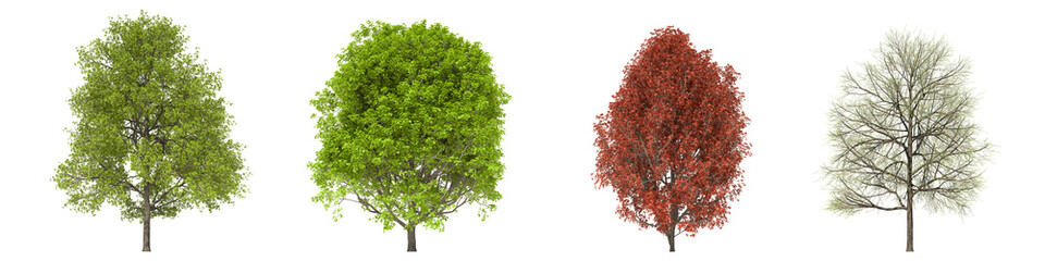 Fototapeta na wymiar Green trees isolated on white background. Red maple tree matures in all seasons. Acer rubrum tree isolated with clipping path 3D illustration