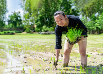 Amateur Asian man tests and tries to transplant rice seedlings in paddy rice field in the open sky day.