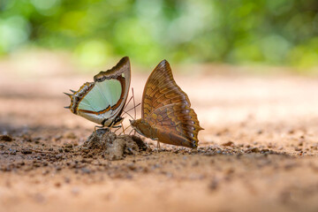 butterfly eating food