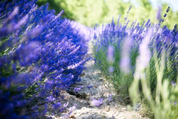 咲き誇るラベンダー