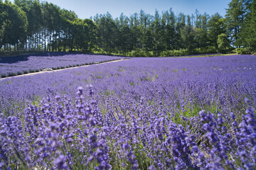 咲き誇るラベンダー