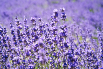 咲き誇るラベンダー