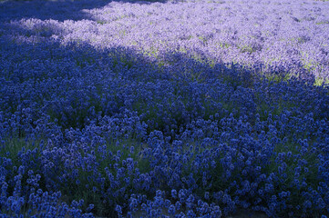 咲き誇るラベンダー