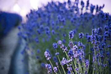 咲き誇るラベンダー