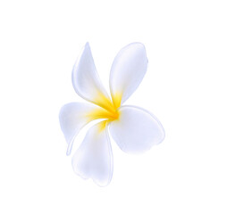 Fototapeta na wymiar Plumeria flower isolated on white background
