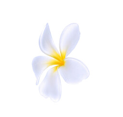 Plumeria flower isolated on white background