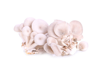 Oyster, Phoenix Mushroom 0n white background