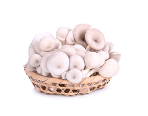 Oyster, Phoenix Mushroom 0n white background