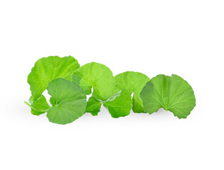 Centella asiatica leaf on white background