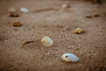 Shells and pebbles on Snettisham Beach, Norfolk, England, UK
