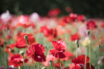 一面に広がる赤い花畑
