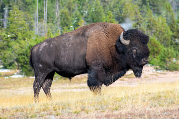 Big male bison with long horns and long shaggy brown fur standing in faded grass field in...