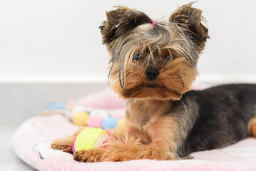 Little Yorkshire Terrier Playing With Toy. Yorkie Dog Lie In Dog Bed. Selective Focus On Puppy Face.