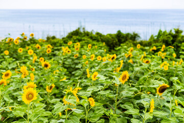 A view of sunflowers and the ocean