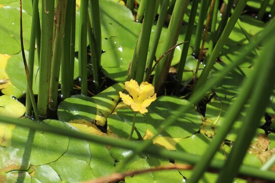 A closeup shot of yellow Water Lilly in a pond. Yellow floating heart