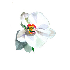 White orchid flower watercolor isolated on white background botanical illustration for all prints.