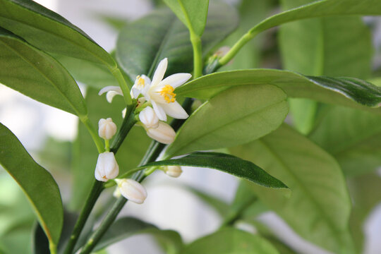 Kumquat tree blossom in summ