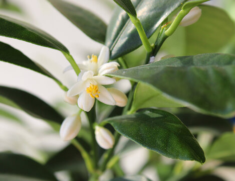 Kumquat tree blossom in summer, white scented flowers on the branch