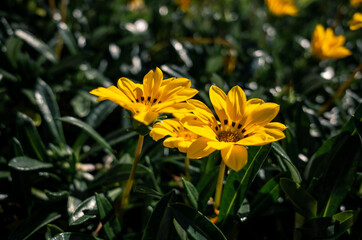 yellow flowers in the garden