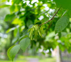 Green branches with seeds on a tree