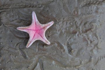 A pink starfish lies on the wet sand.