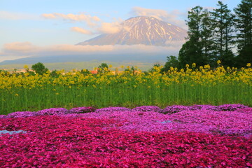 ニセコ、羊蹄山と芝桜と菜の花