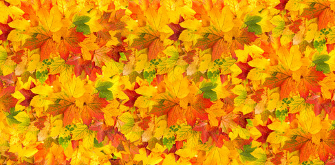 Maple leaves background. Fall banner. Autumn red yellow leaf