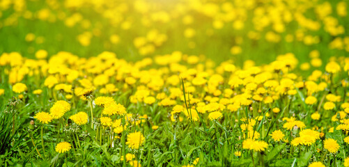 Yellow dandelions blooming on grass background