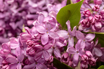 Lilac flowers on nature as a background.
