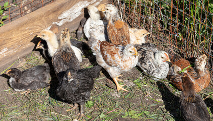 Chickens bask in the sun.
