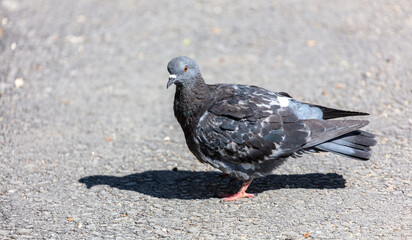 Portrait of a pigeon on the road.