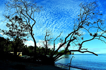 Silhouette of trees by the beach, on a blue background decorated with white clouds