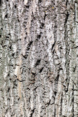 Bark on a tree as an abstract