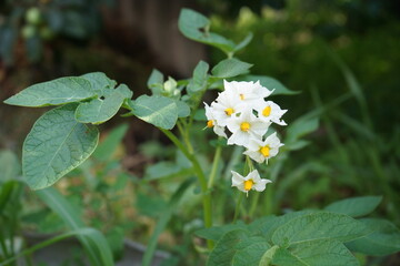 White flower of blooming potatoes. Organic farming, healthy eating. Growing organic vegetables