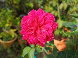 Pink rose There is a drop of water on it.