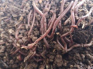 The earthworms are clustered in globules on the ground.