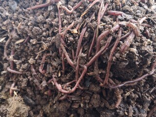 The earthworms are clustered in globules on the ground.