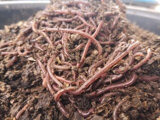 The earthworms are clustered in globules on the ground.