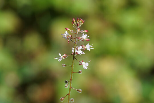 Close Up Tiny Delicate White Flowers Of Enchanter's Nightshade (Circaea Lutetiana). Willowherb Family, Evening Primrose Family (Onagraceae). Dutch Garden, Summer July.