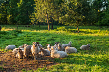 Obraz premium flock of sheep