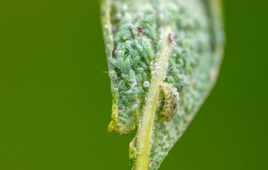 Close-up of aphids on a tree leaf.