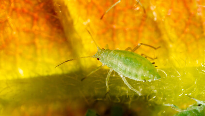 Close-up of aphids on a tree leaf.