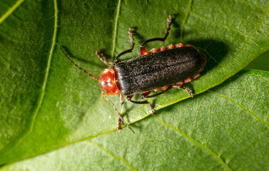 Close-up of a beetle on a leaf of a tree.