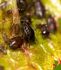 Close-up of aphids on a tree leaf.