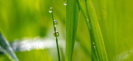 Water drops on green grass.
