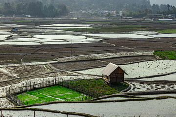 countryside tarnish framing rice field with small resting hut at morning