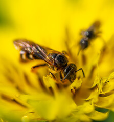 Close-up of a bee on a yellow flower.